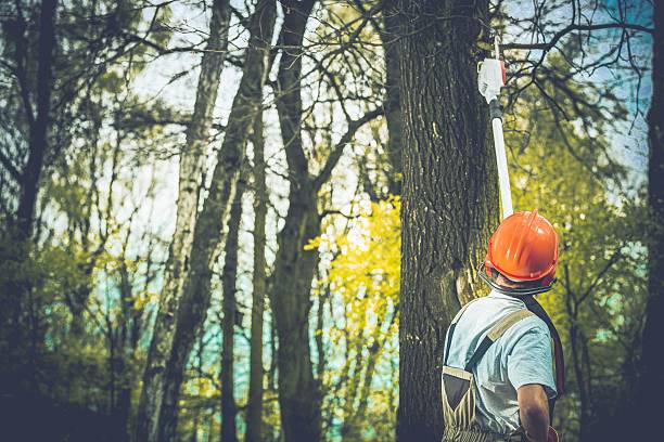How Our Tree Care Process Works  in  Albertson, NY